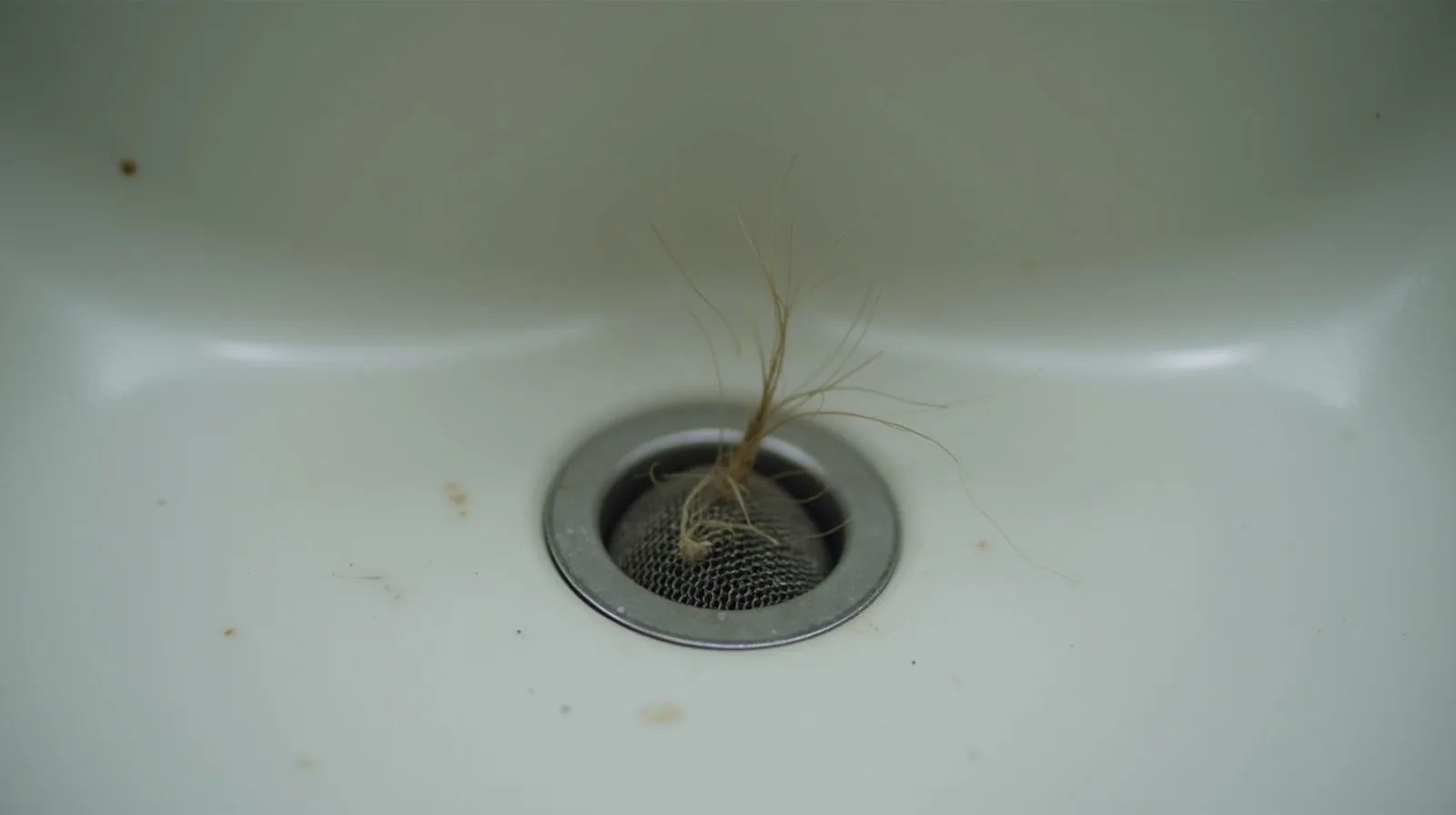 A close-up of a mesh drain screen sitting over a sink drain, catching debris